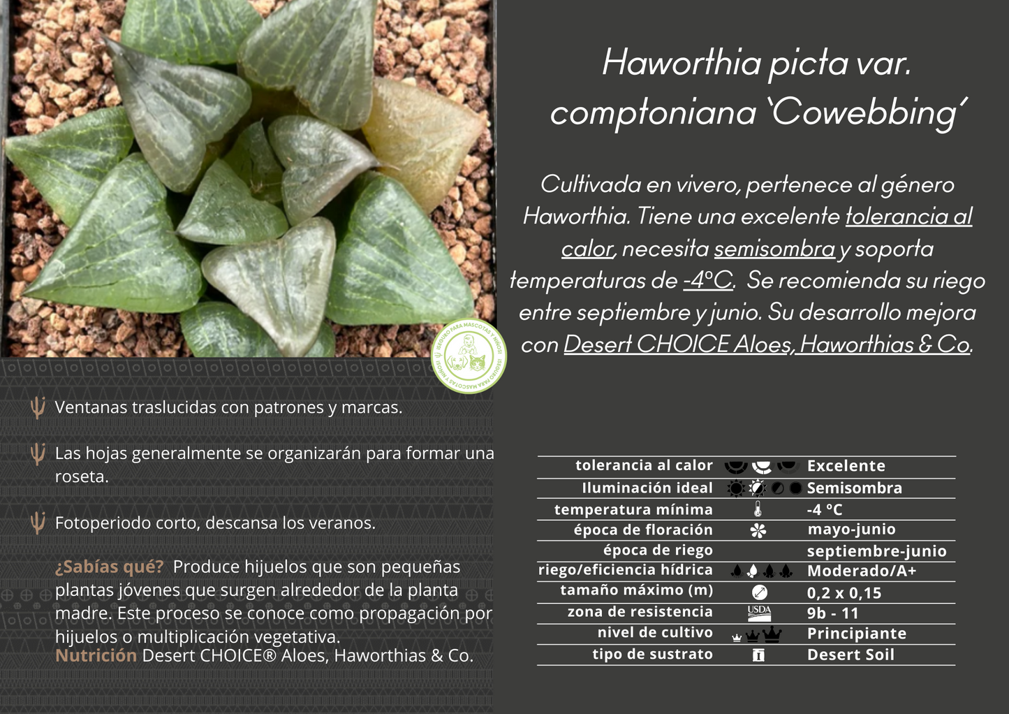 Haworthia picta var. comptoniana ‘Cowebbing’