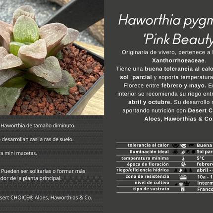 Haworthia pygmaea 'Pink Beauty'