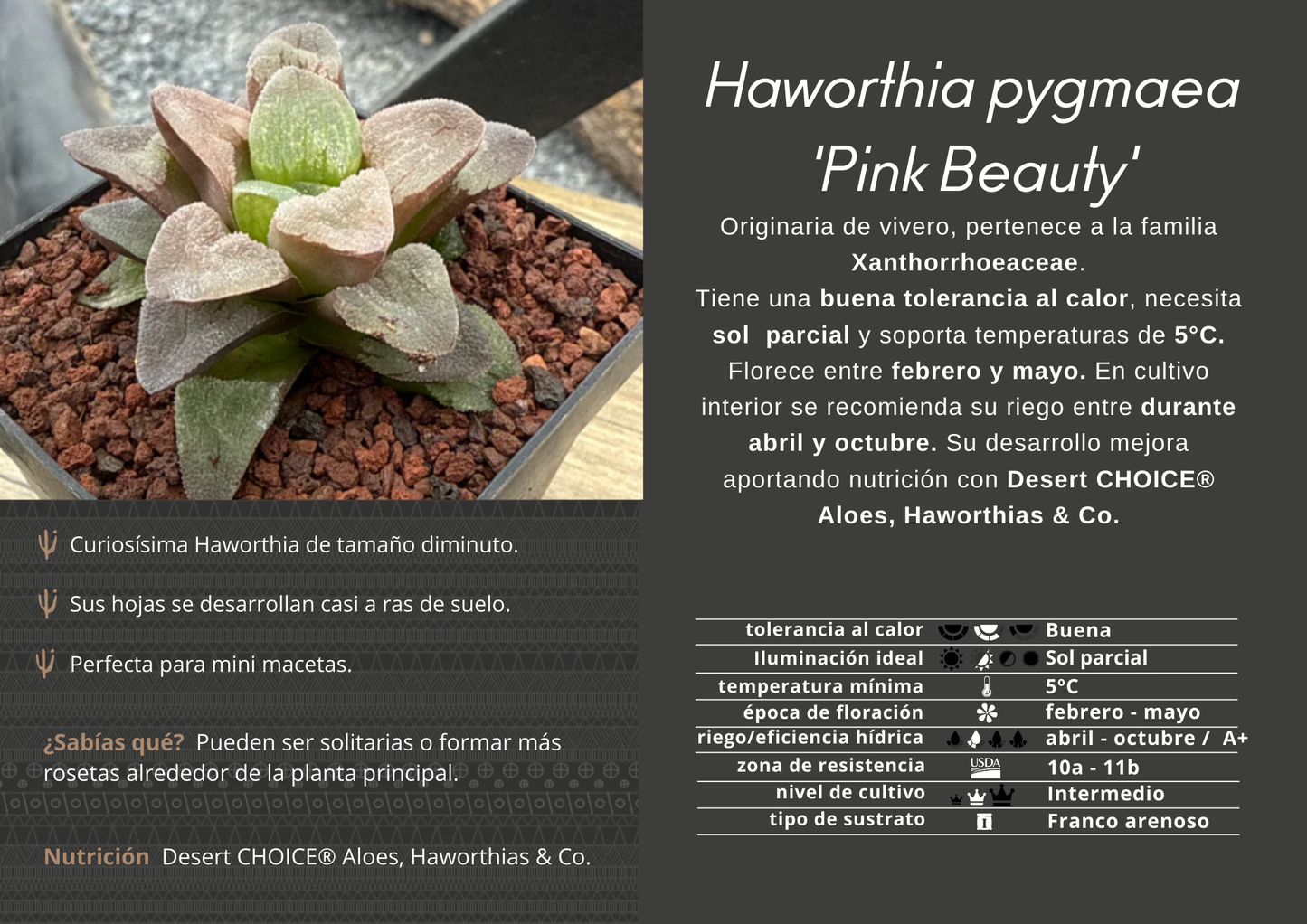 Haworthia pygmaea ‘Pink Beauty’