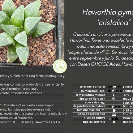 Haworthia pymaea ‘Cristalina’