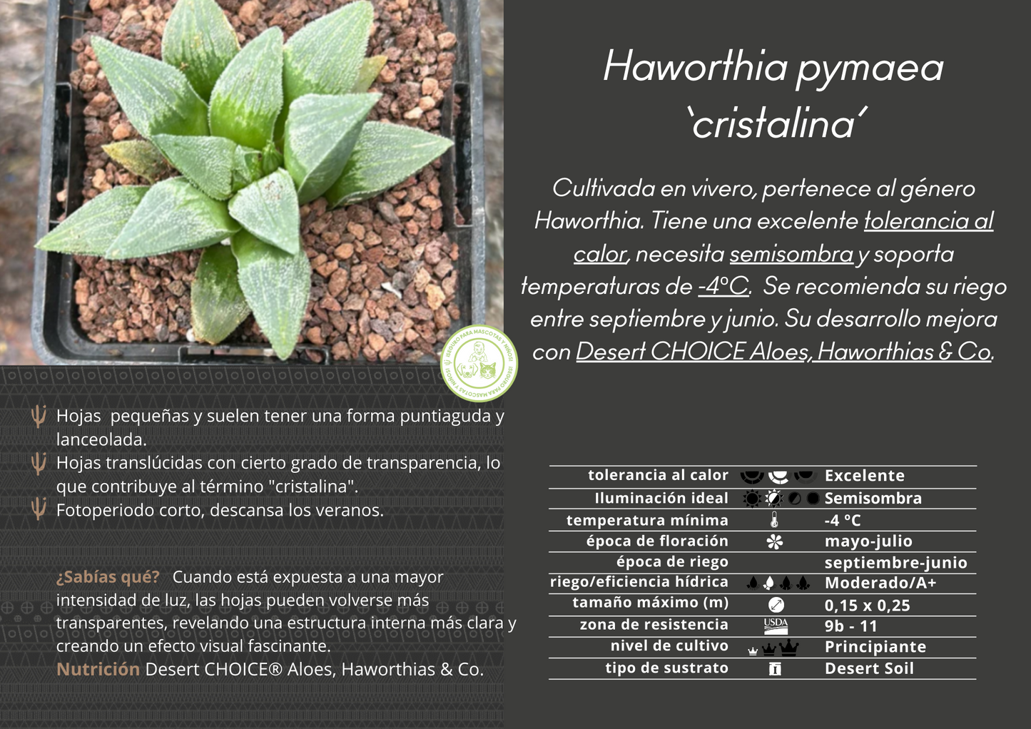 Haworthia pymaea 'Cristalina'