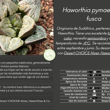 Haworthia pymaea var. fusca