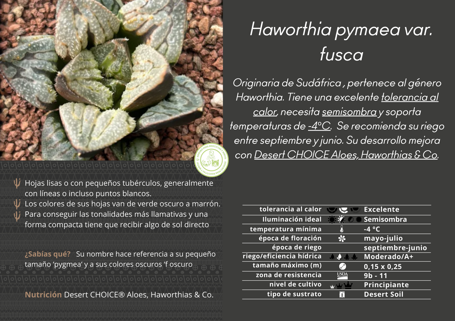 Haworthia pymaea var. fusca