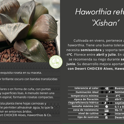 Haworthia retusa var. mythical 'Xishan'