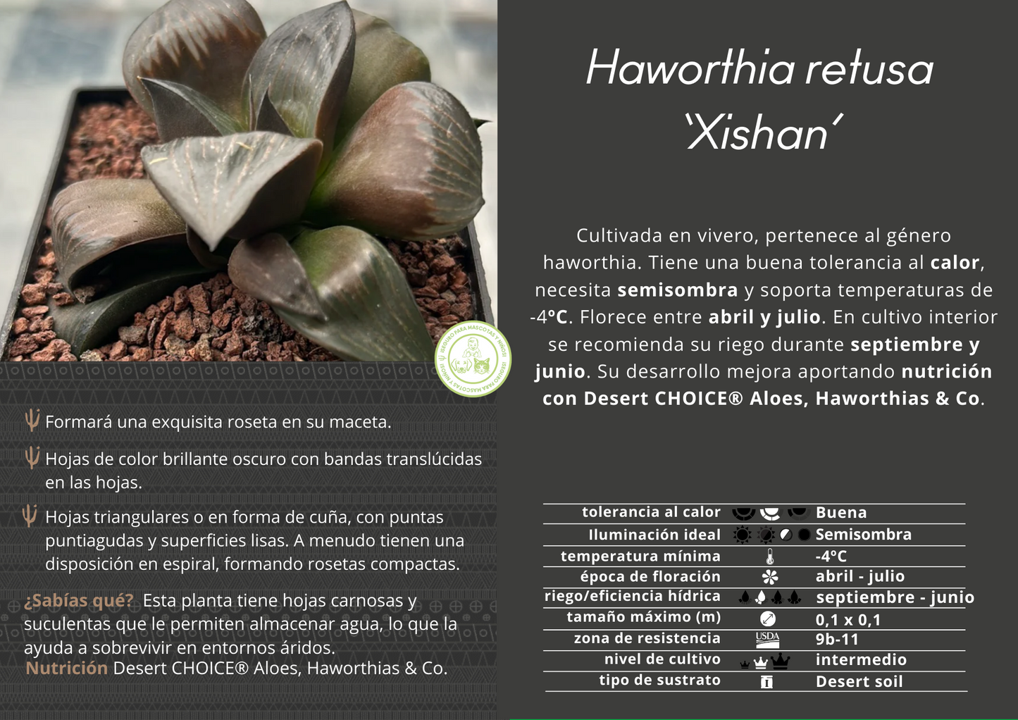 Haworthia retusa var. mythisches „Xishan“