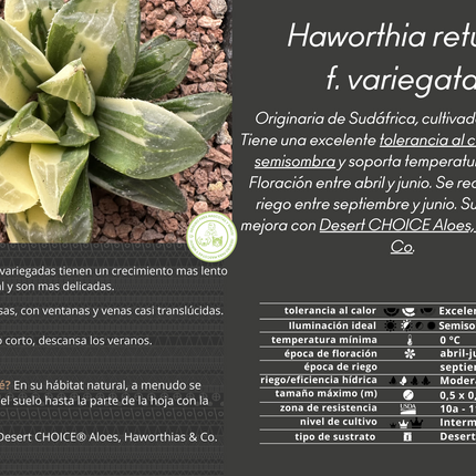 Haworthia retusa mutica f. variegata