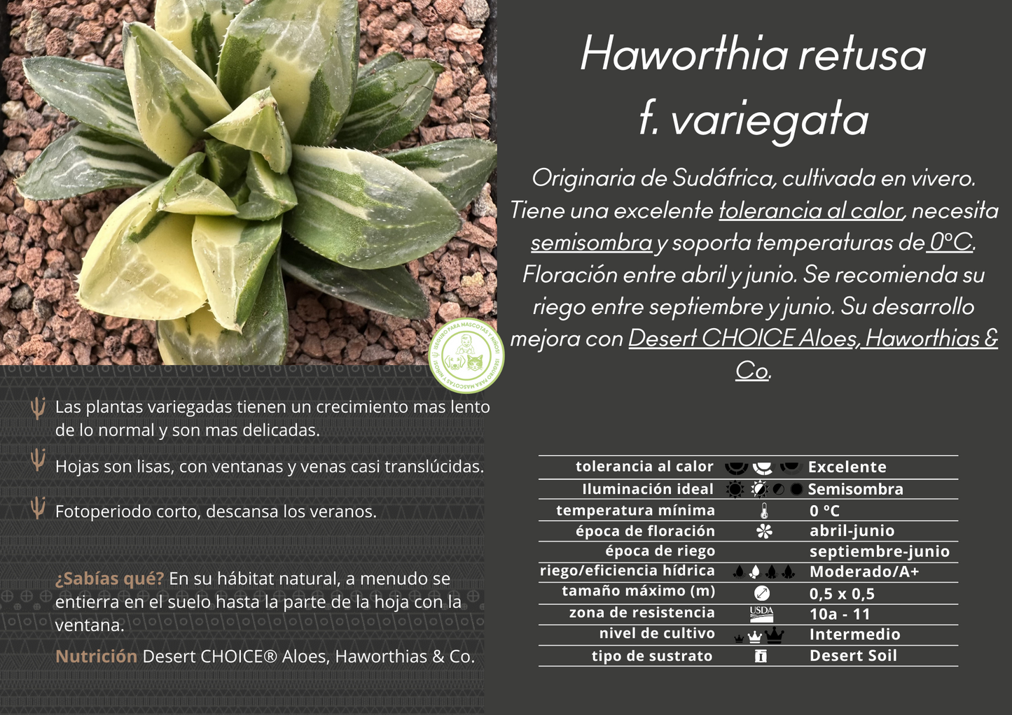 Haworthia retusa variegata