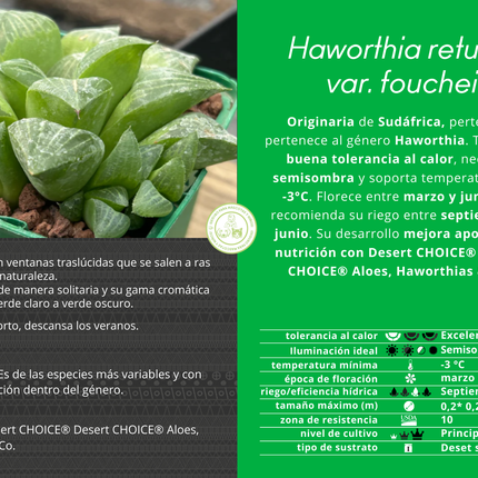 Haworthia retusa var. fouchei