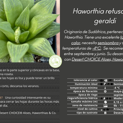 Haworthia retusa var. Geraldi