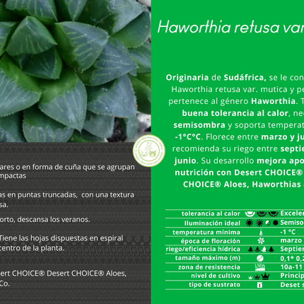 Haworthia retusa var. mutica