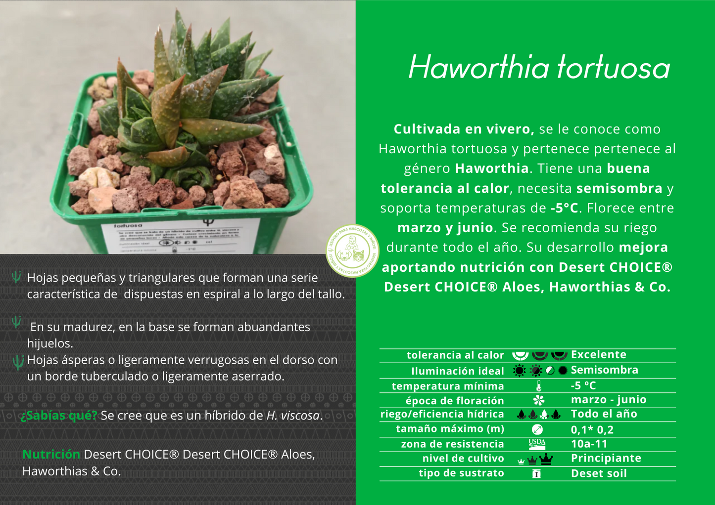 Haworthiopsis 'Tortuosa'