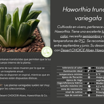 Haworthia truncata f. variegate