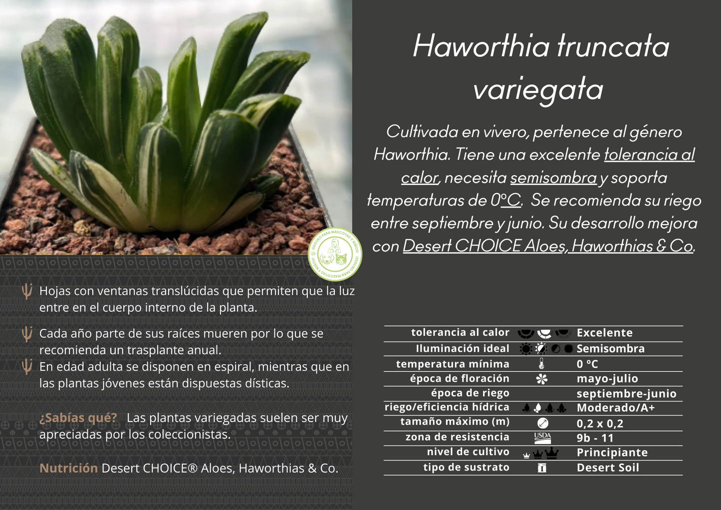 Haworthia truncata variegata