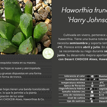 Haworthia „Harry Johnson“