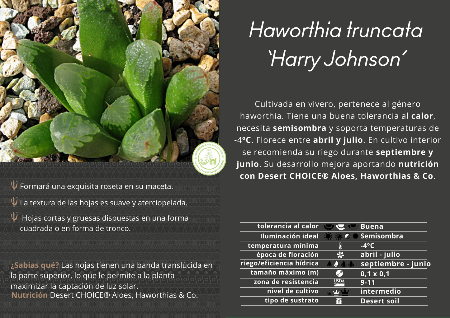 Haworthia Lebenslauf. „Harry Johnson“