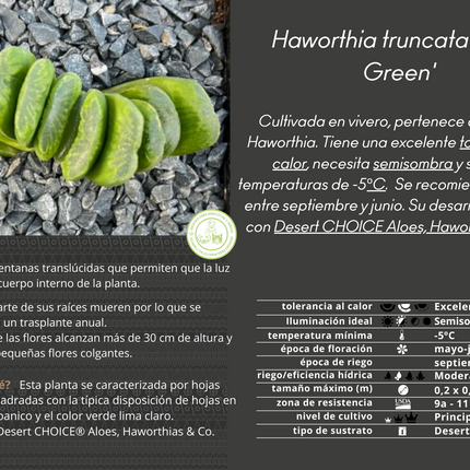Haworthia truncata cv. lime green