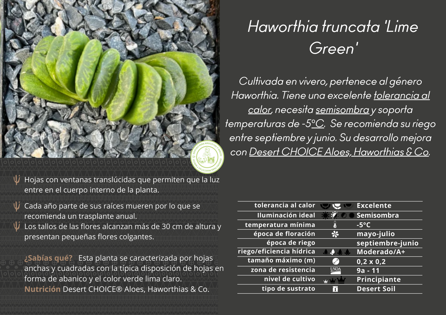 Haworthia truncata cv. lime green