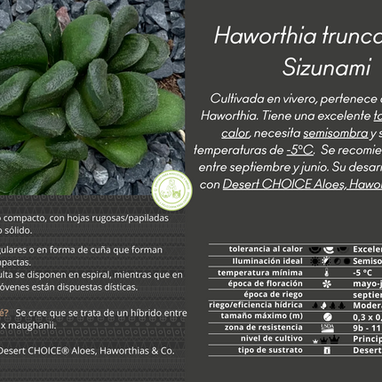 Haworthia 'Sizunami'