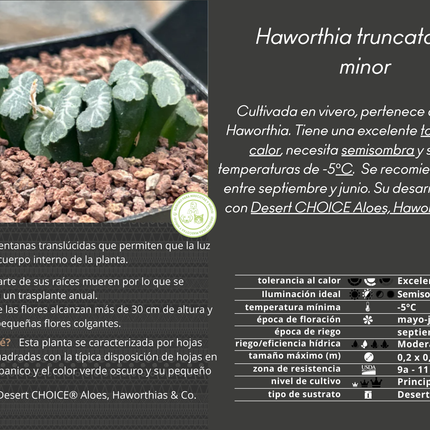 Haworthia truncata var. minor