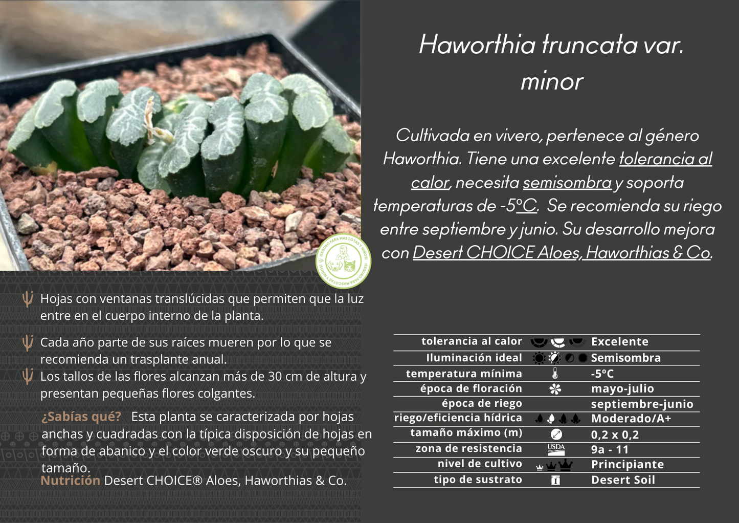 Haworthia truncata var. minor