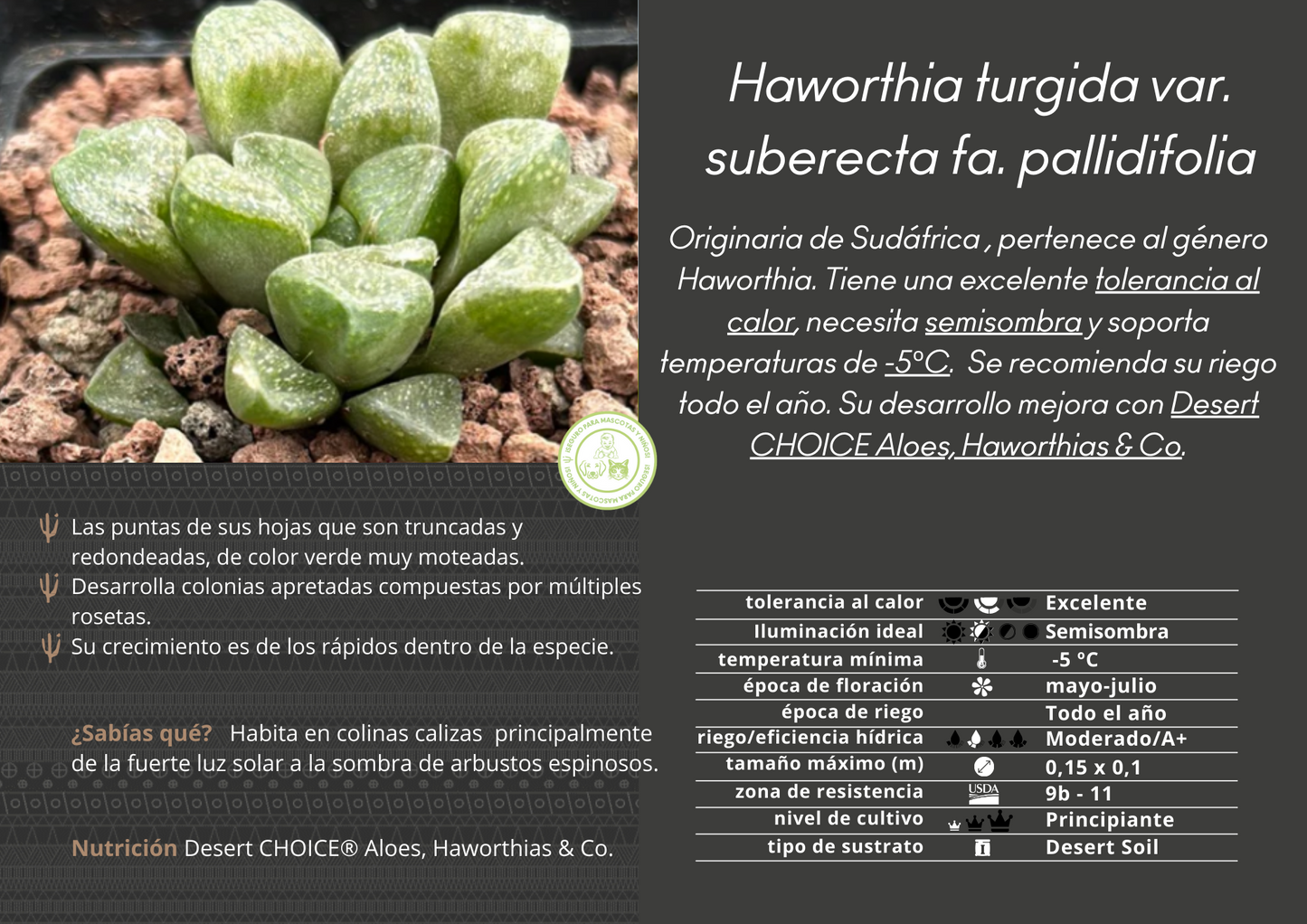Haworthia turgida var. suberecta fa. pallidifolia