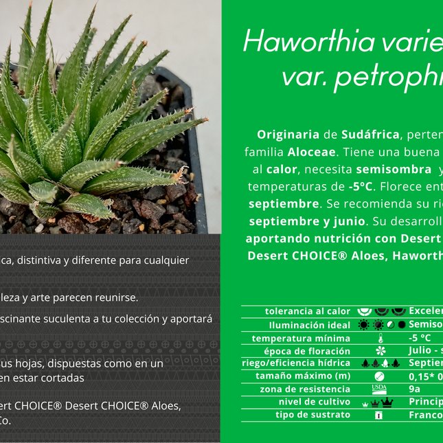Haworthia variegata var. petrophylla