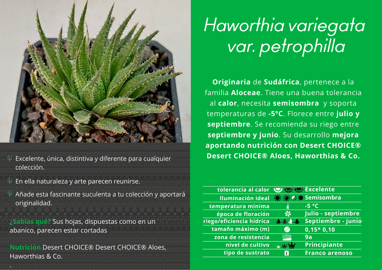 Haworthia variegata var. petrophylla