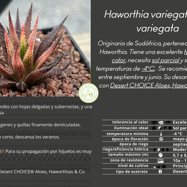 Haworthia variegata var. variegate