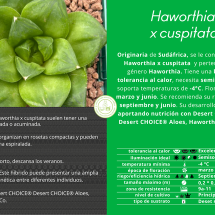 Haworthia 'Cuspitata'