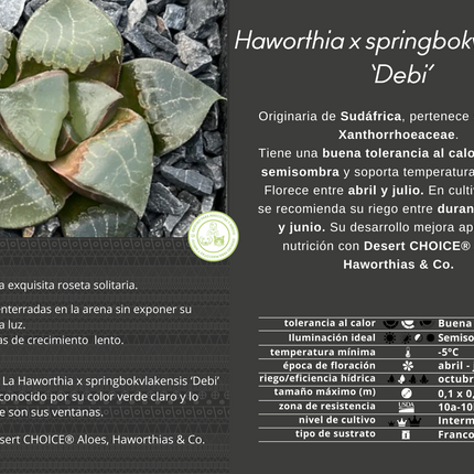 Haworthia x springbokvlakensis 'Debi'