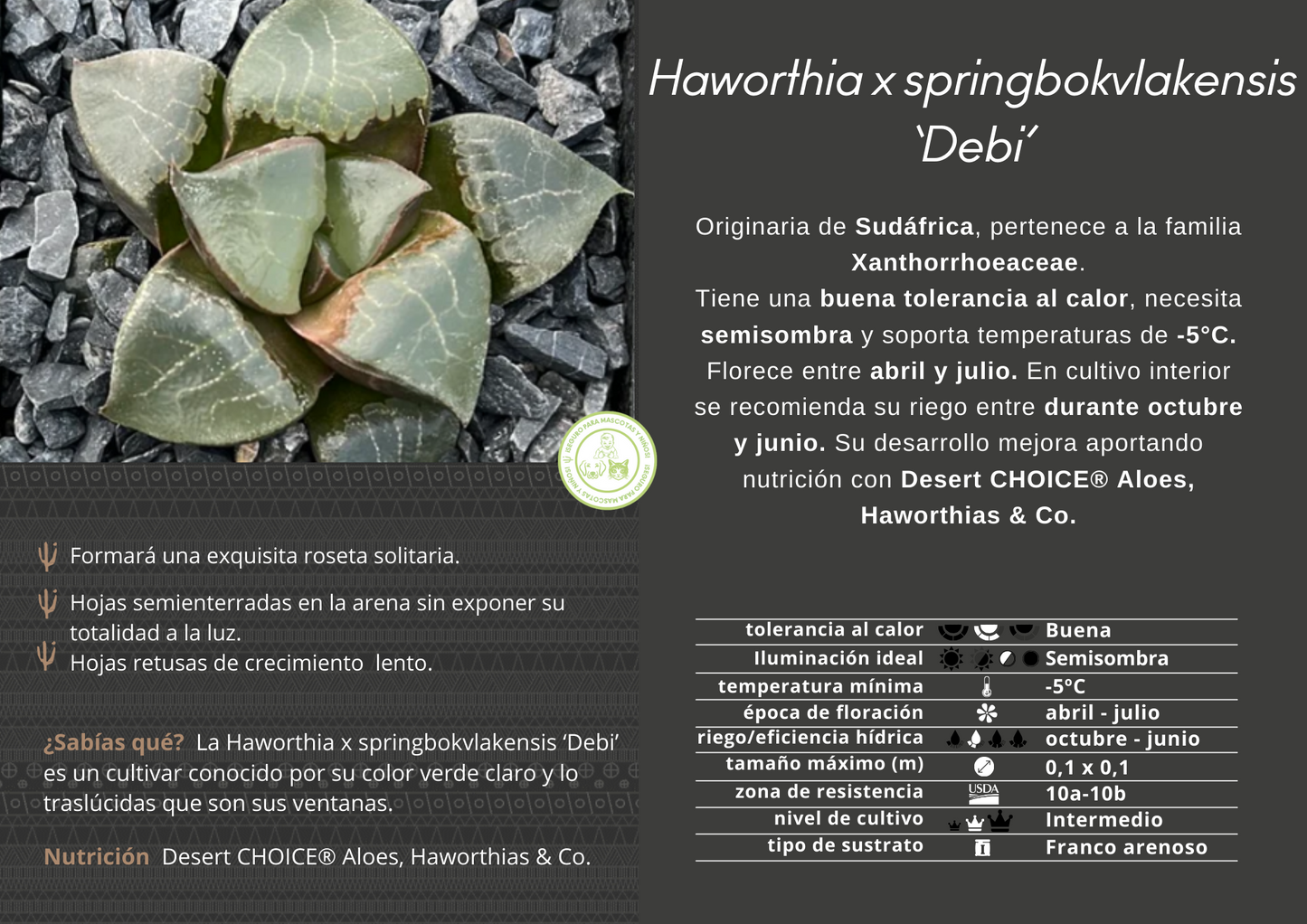 Haworthia x springbokvlakensis ‘Debi’