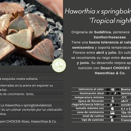 Haworthia 'Tropical Night'