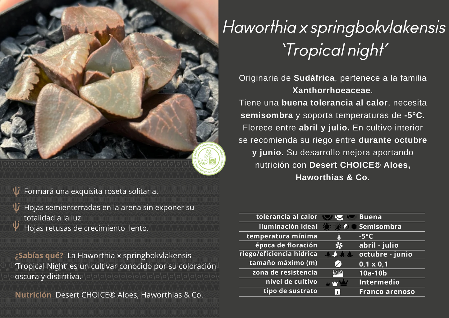 Haworthia x springbokvlakensis 'Tropical night'