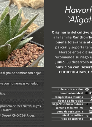 Haworthiopsis 'Aligator Skin'