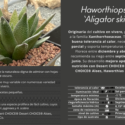 Haworthiopsis 'Aligator Skin'