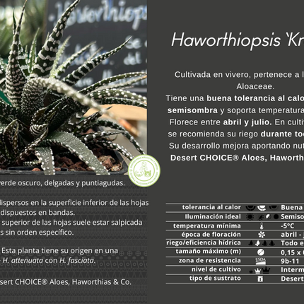 Haworthiopsis 'Krausli'