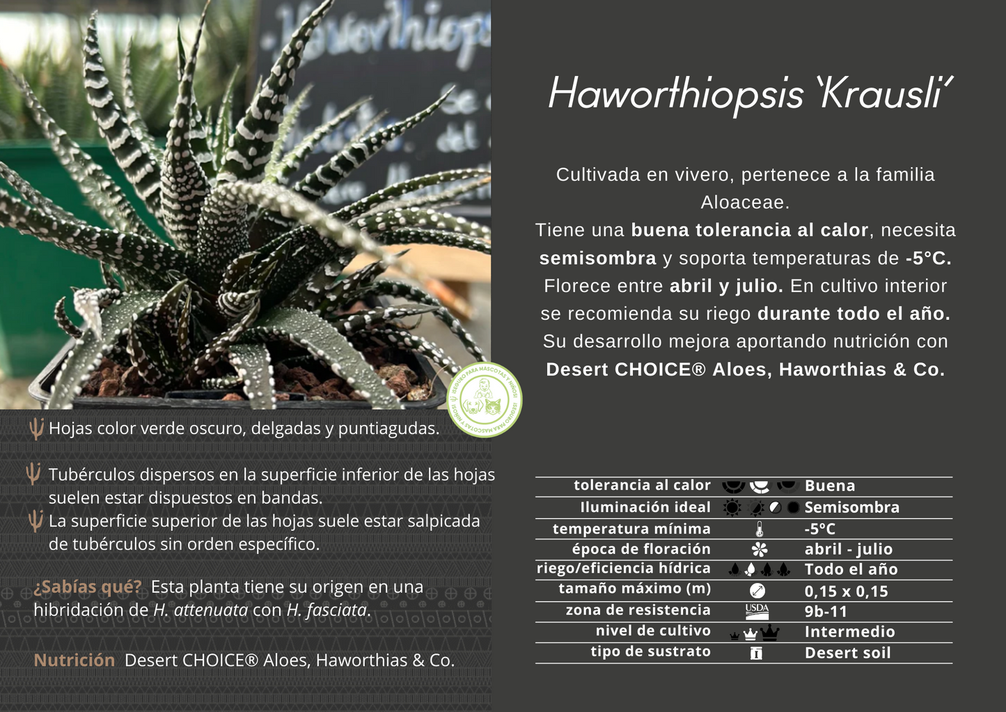 Haworthiopsis ‘Krausli’