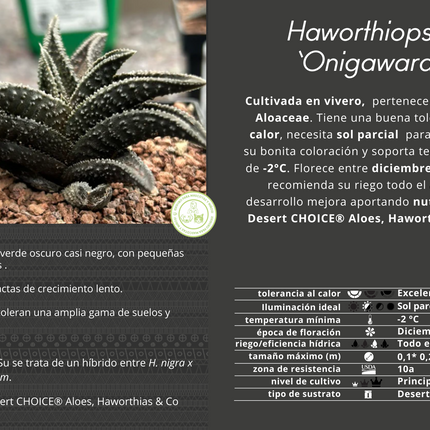 Haworthiopsis 'Onigawara'