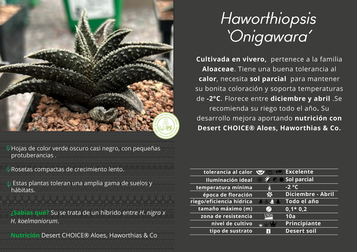 Haworthiopsis ‘Onigawara’