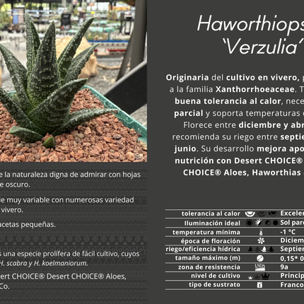 Haworthiopsis 'Verzulia'