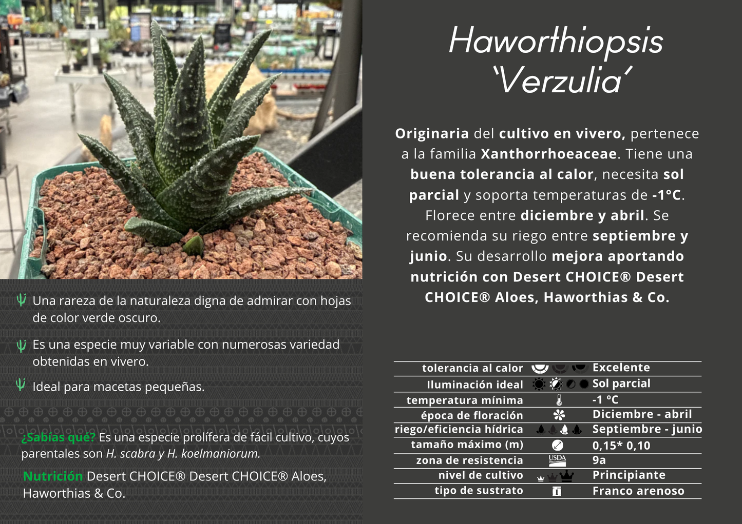 Haworthiopsis 'Verzulia'