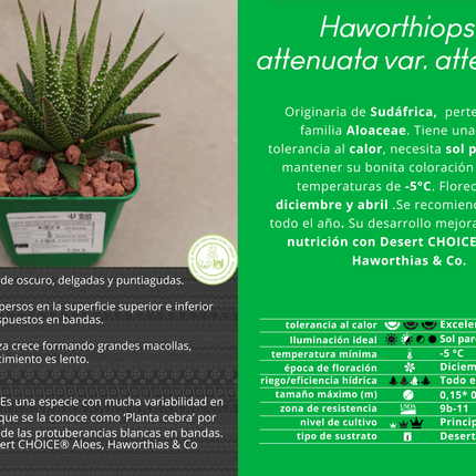 Haworthiopsis attenuata var. attenuated