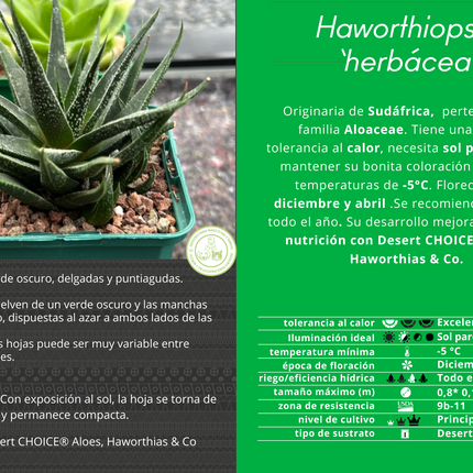 Haworthiopsis 'Herbácea'