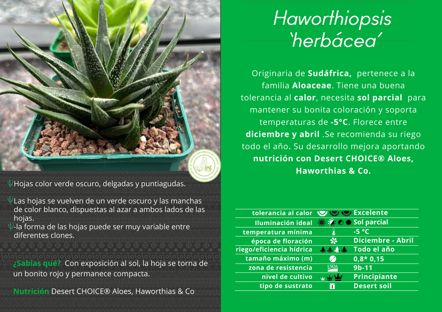 Haworthiopsis ‘Herbácea’