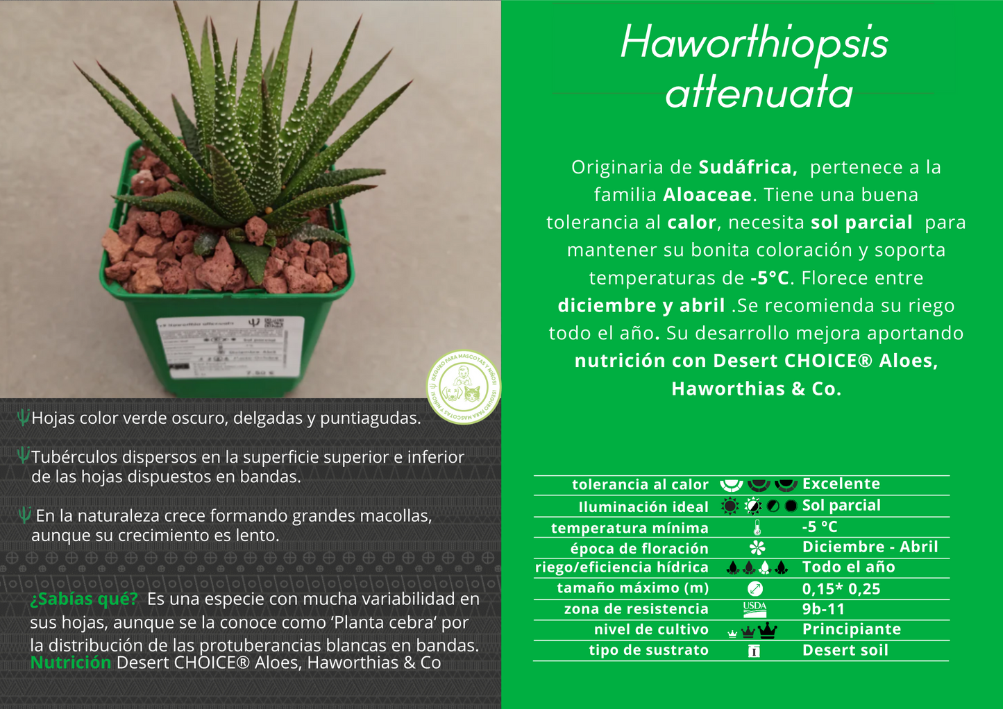 Haworthiopsis attenuata