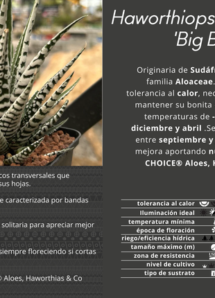 Haworthiopsis attenuata ‘Big Band’