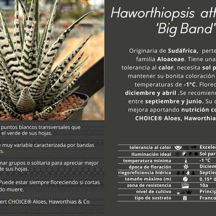 Haworthiopsis attenuata 'Big Band'