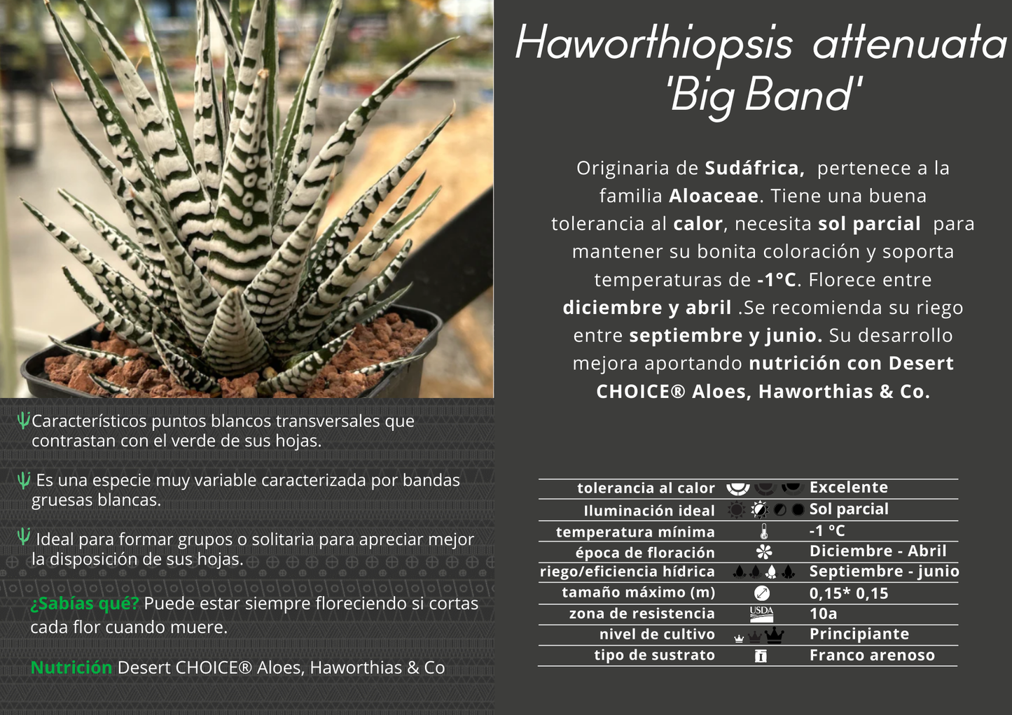 Haworthiopsis attenuata ‘Big Band’