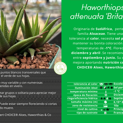 Haworthiopsis attenuata ‘Brittaneae’
