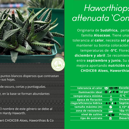 Haworthiopsis attenuata 'Concolor'